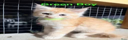 Maine Coon cats for sale: Half Maincoon Kittens  - Advert 22