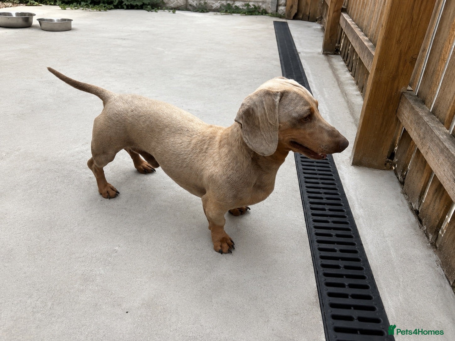 Miniature Dachshund dogs Miniature Isabella stud  - Advert 5