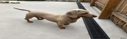 Miniature Dachshund dogs for stud: Miniature Isabella stud  - Advert 1