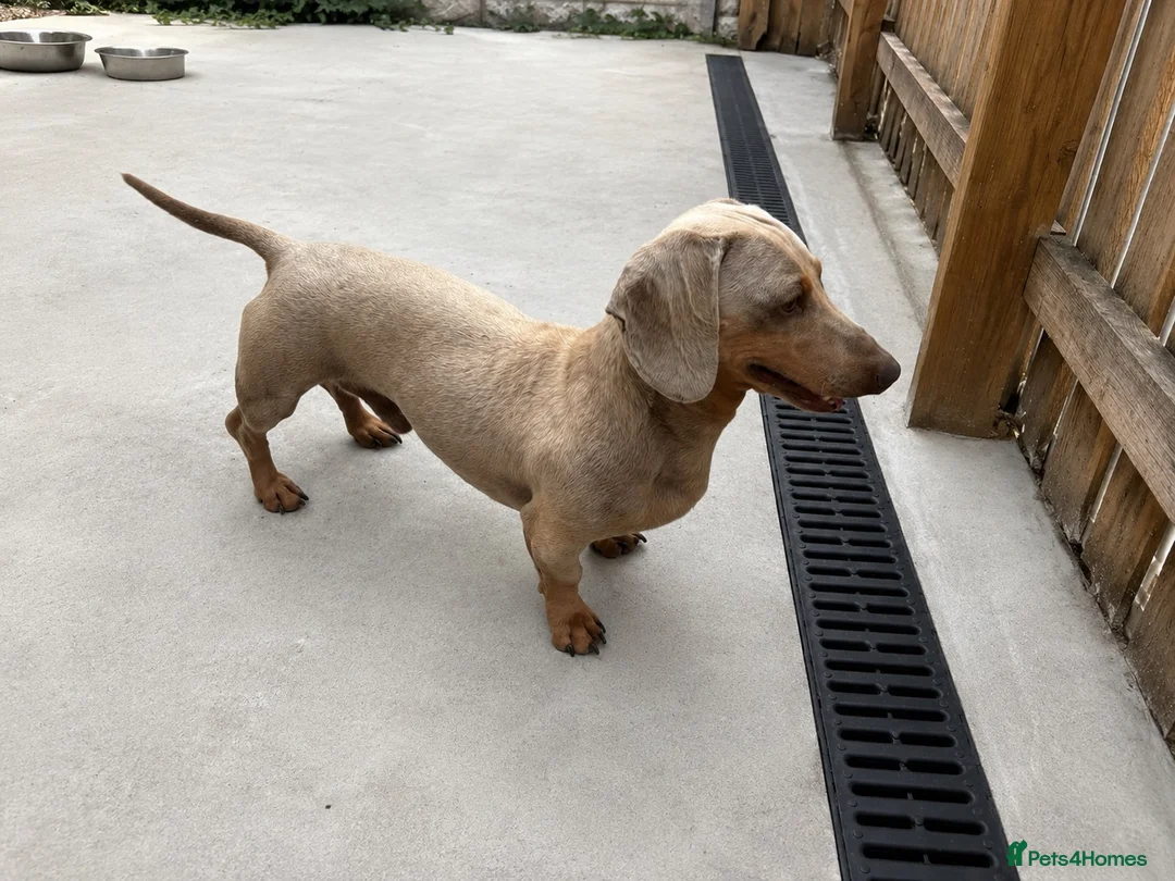 Miniature Dachshund dogs for stud: Miniature Isabella stud  - Advert 1