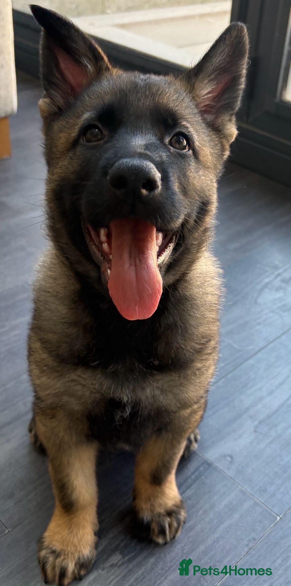 German Shepherd dogs Europe’s Elite Male and female available   - Advert 1