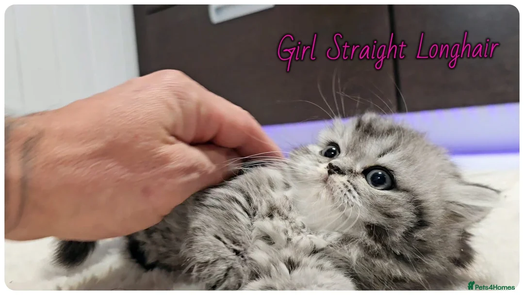 Scottish Fold cats for sale: Scottish fold - Advert 7