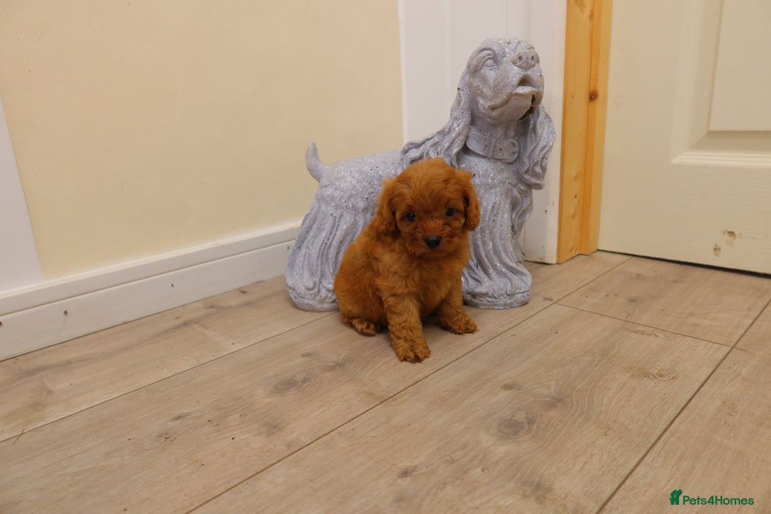 Cavapoo dogs for sale: F1 Cavapoo puppy's  - Image 2