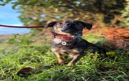 Mixed Breed dogs for adoption: Minnie - Hingham Norfolk  - Advert 14