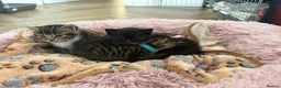 Mixed Breed cats for sale: 1 Tabby/stripy boy left! in West Molesey - Advert 9