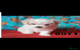 Maltipoo dogs for sale: Maltipoo puppies  - Image 2