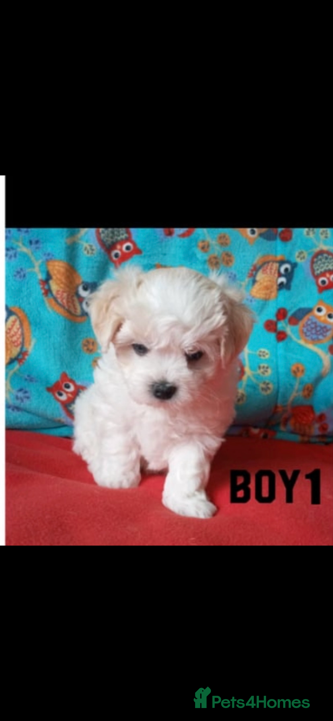 Maltipoo dogs for sale: Maltipoo puppies  - Image 2