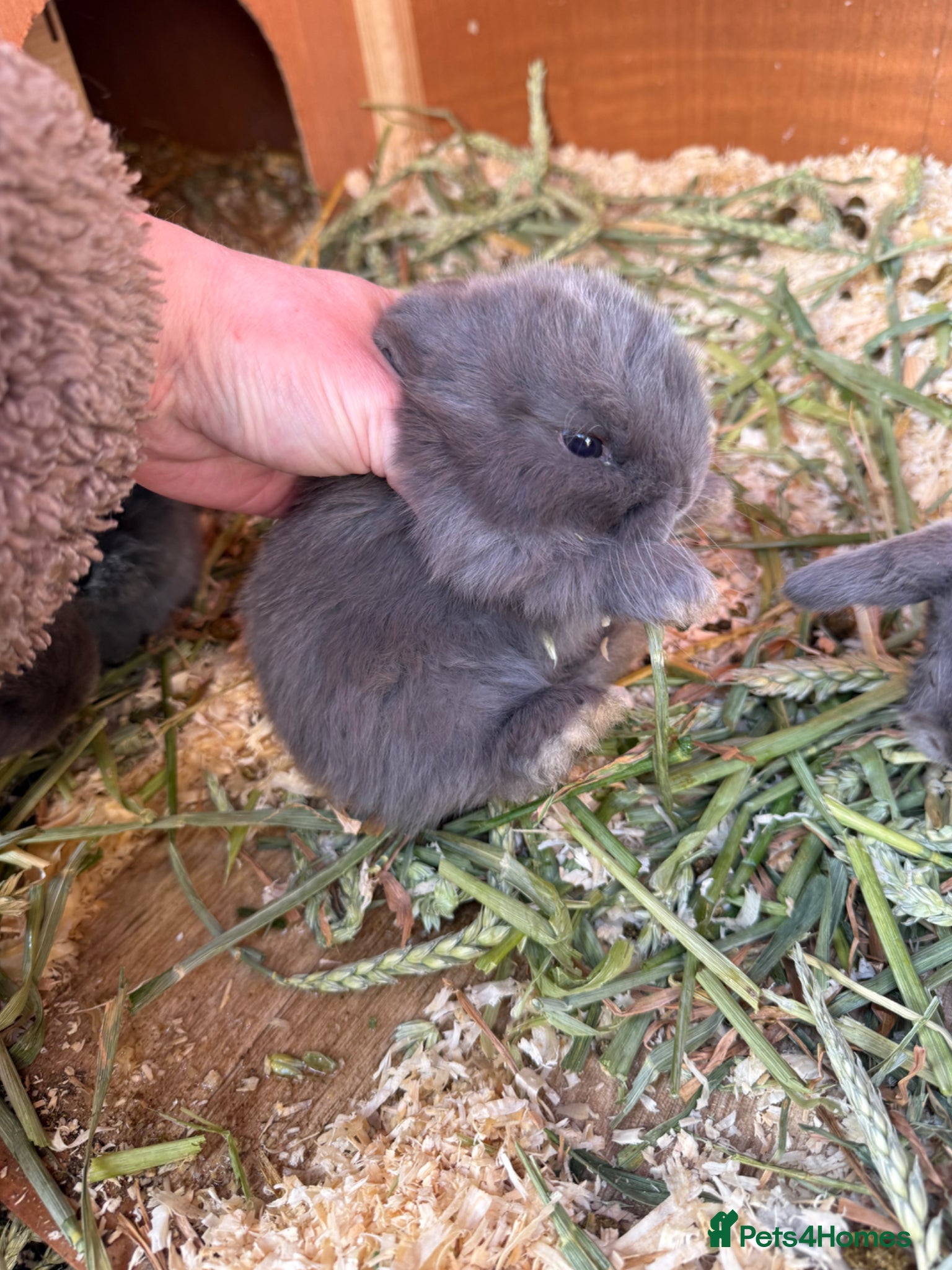 Mini Lop rabbits 2 x Lilac Mini Lops Left - Advert 5