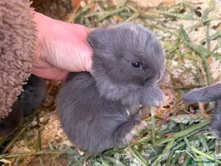 Mini Lop rabbits 2 x Lilac Mini Lops Left - Advert 5
