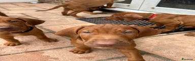 Rhodesian Ridgeback Puppy 3