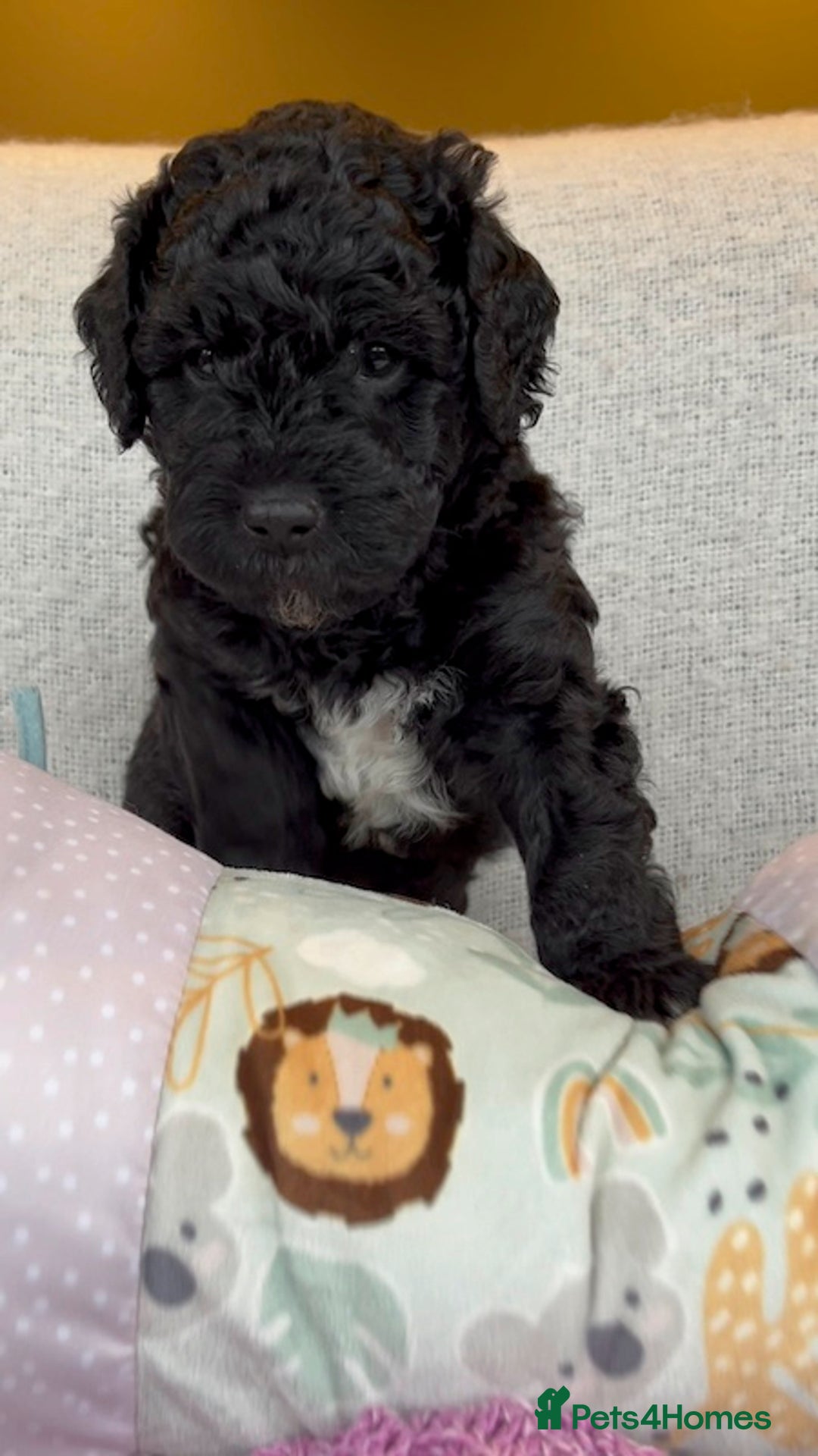 Miniature Poodle dogs for stud: MOYEN POODLE CROSS - IDEAL FOR DOODLE PUPPIES - Advert 14