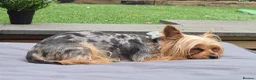 Yorkshire Terrier dogs for sale: Gorgeous Lilliputian Yorkies available  - Advert 15