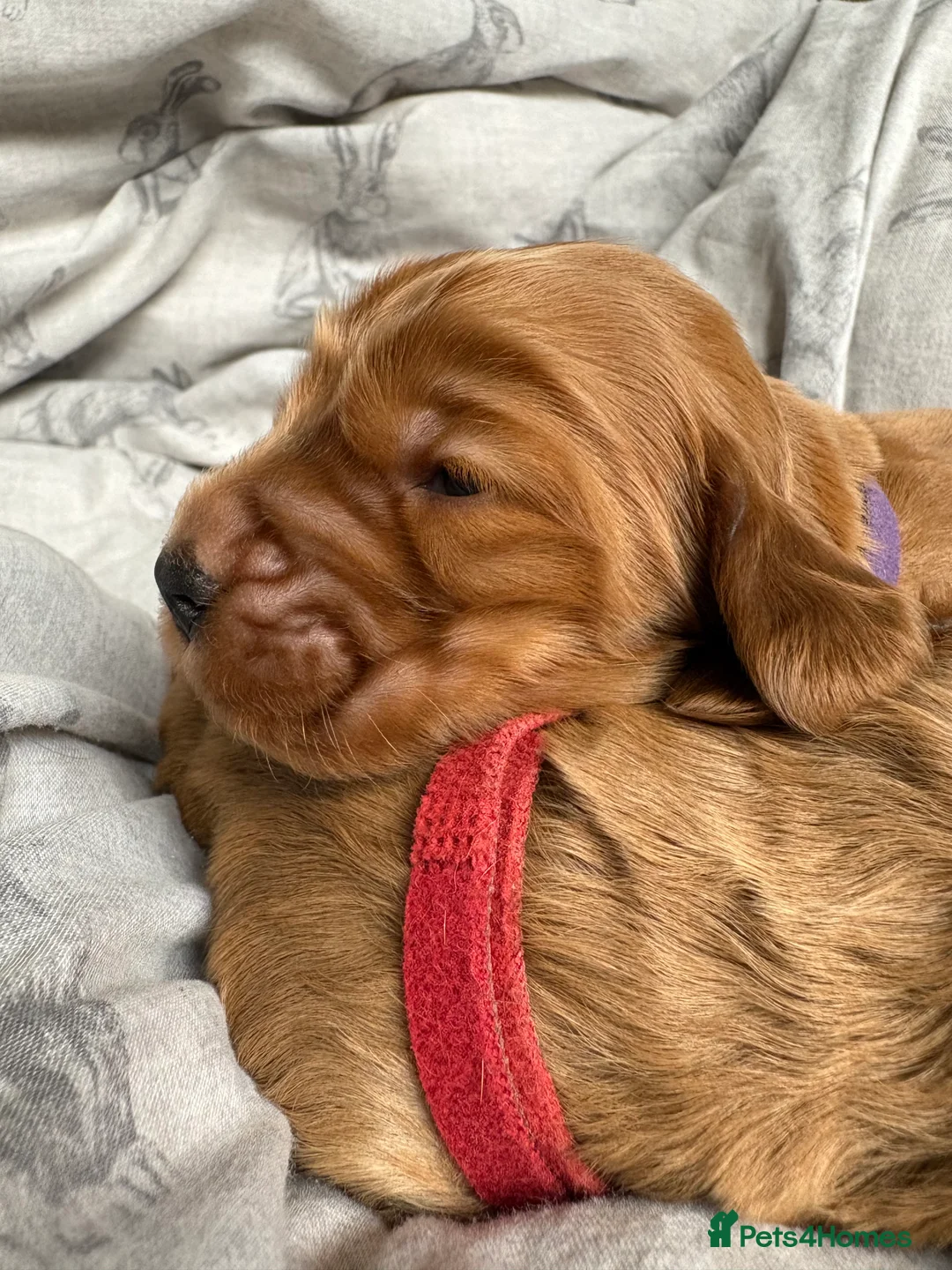 Cocker Spaniel dogs for sale: ✨Heath tested true to type KC show cockers✨ - Advert 12