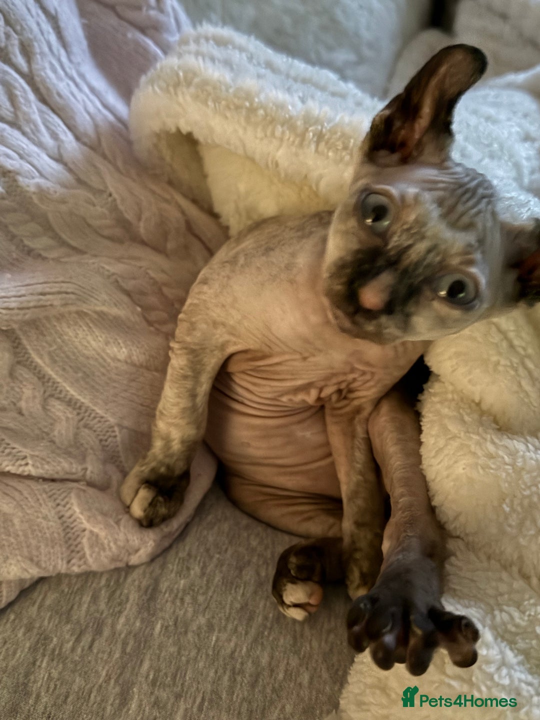 Sphynx cats for sale: Elf Sphynx - Advert 3