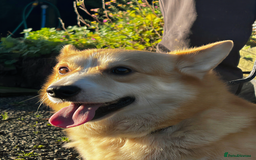 Welsh Corgi Pembroke dogs for sale: Stubby loving Corgi - Advert 4