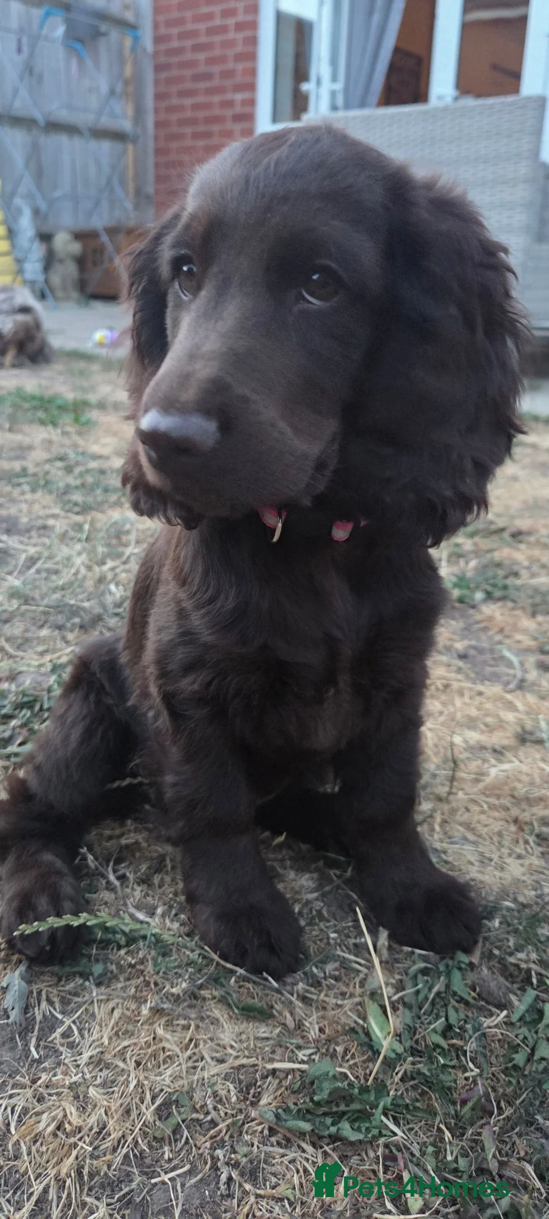 Cockapoo dogs for sale: Chocolate Cockapoo Female  - Advert 6
