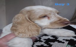 Cocker Spaniel dogs for sale: stunning show cockers - Image 8