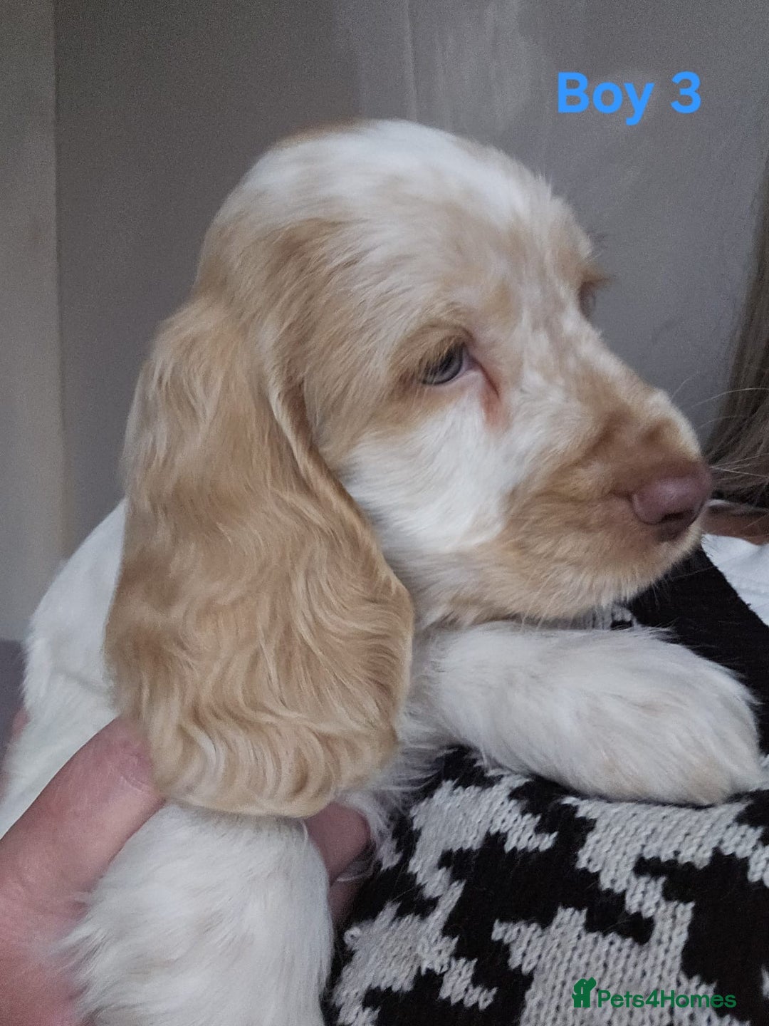 Cocker Spaniel dogs for sale: stunning show cockers - Image 8