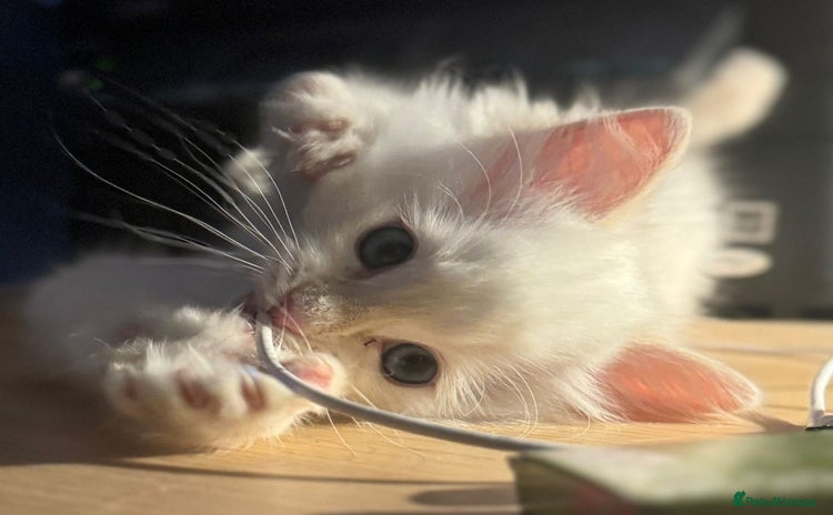 Ragdoll cats - Advert 2