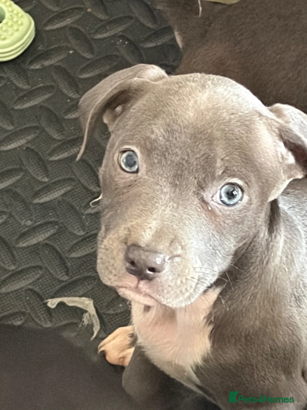 Mixed Breed dogs for sale: Beautiful blue white puppy  - Advert 2