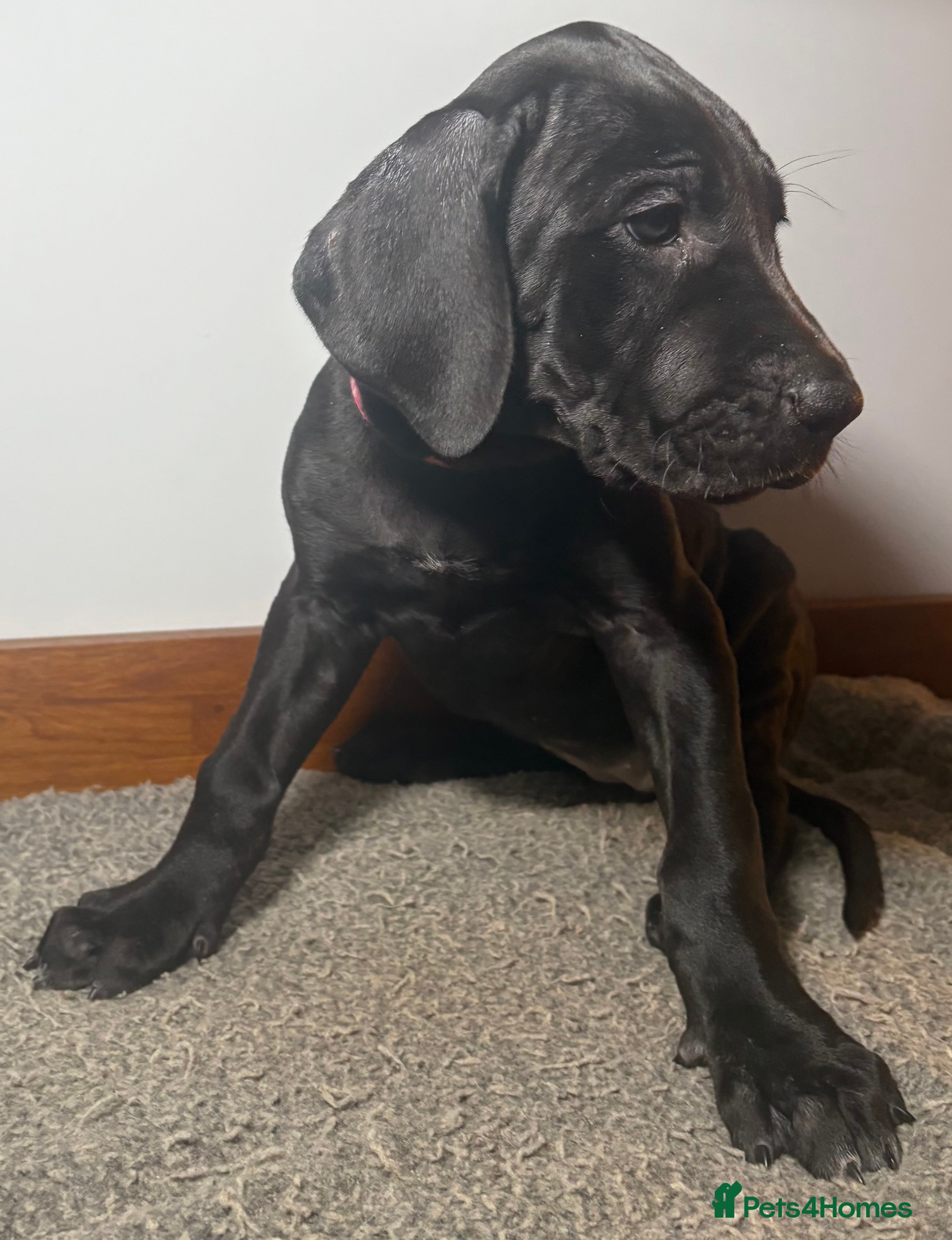 Great Dane dogs ***1 girl, 1 boy left *** Great Dane puppies - Advert 3