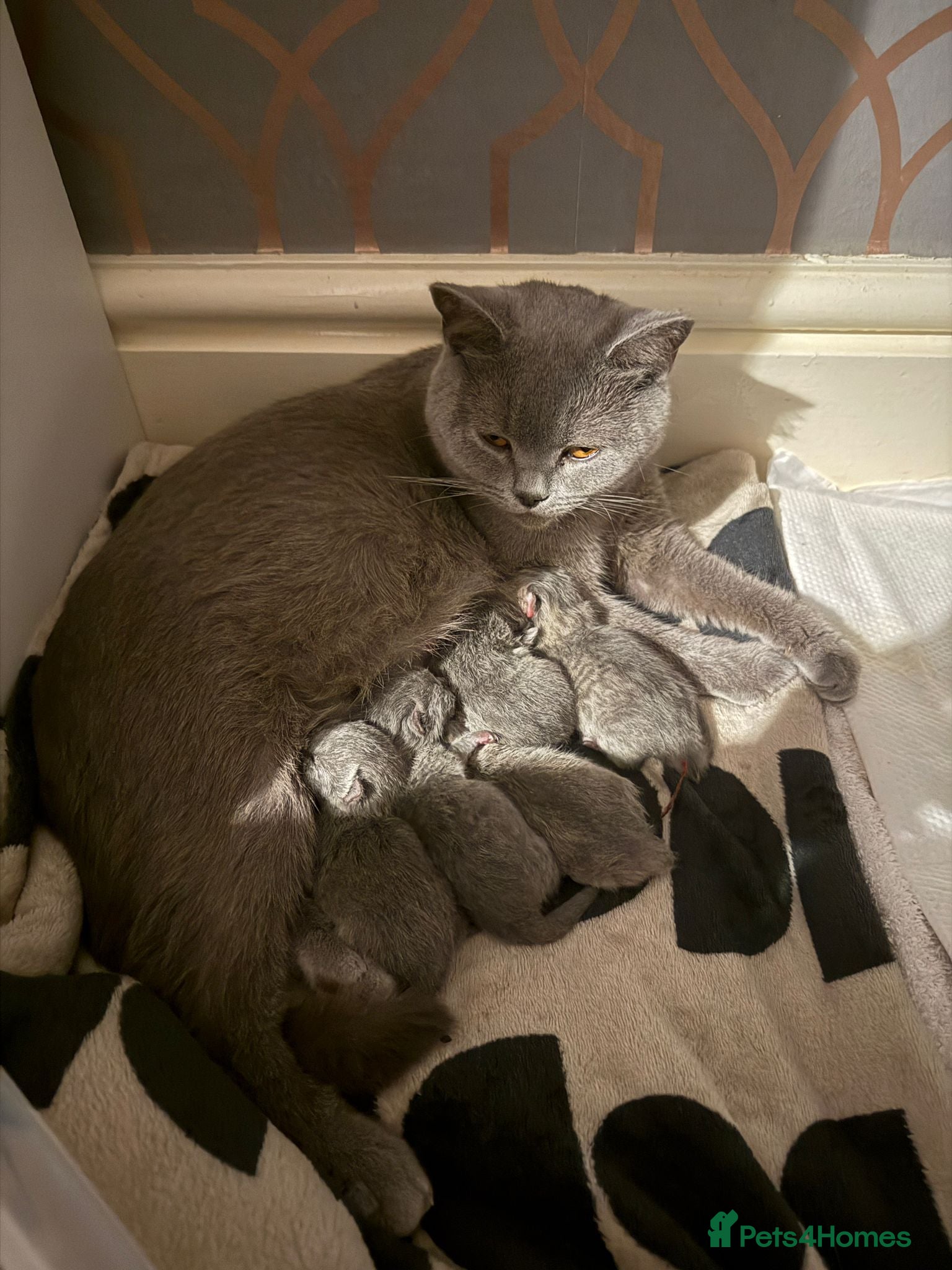 British Shorthair cats 5 beautiful British Shorthair females - Advert 1