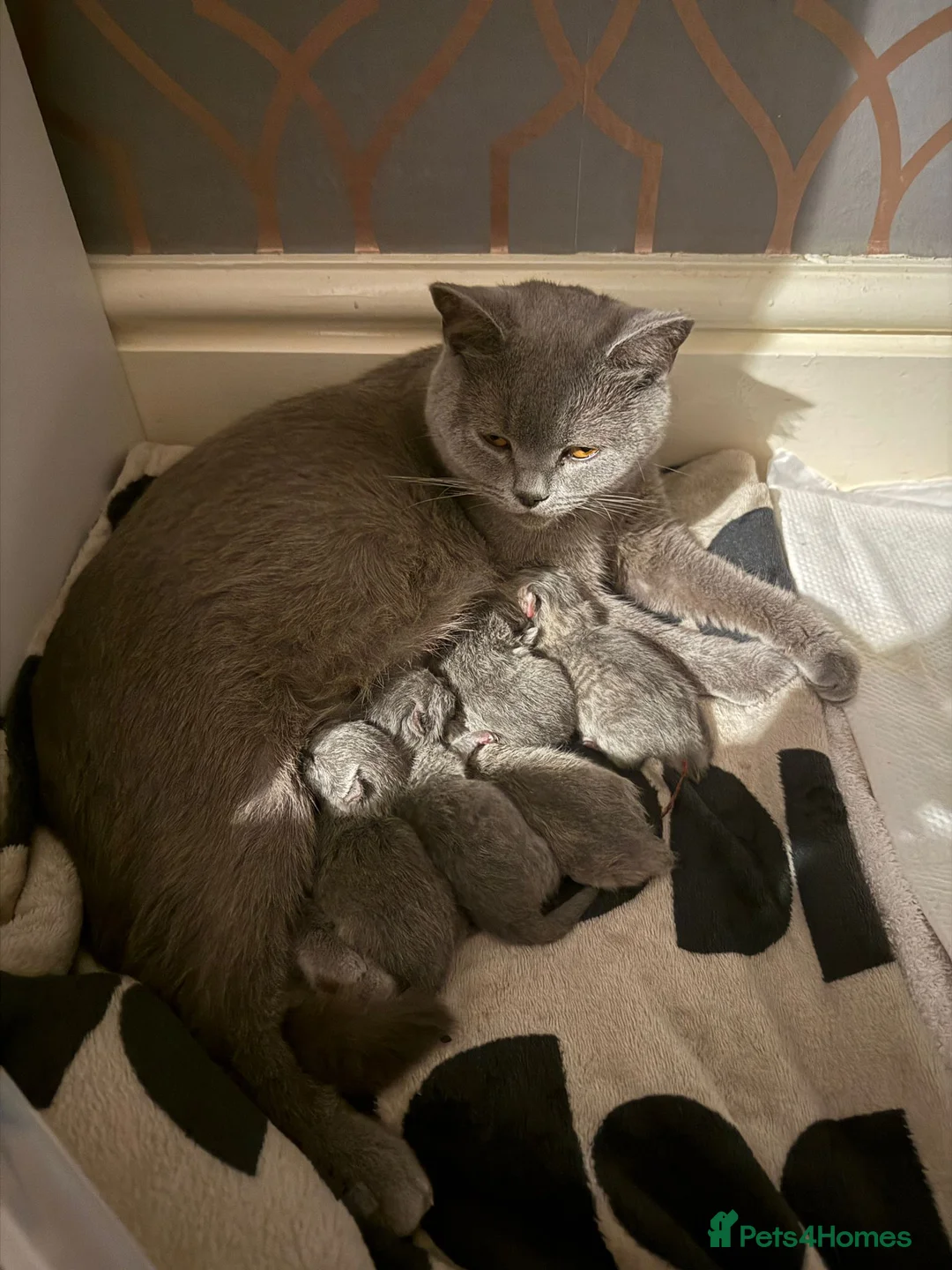 British Shorthair cats for sale: 5 beautiful British Shorthair females in Chorley - Advert 1