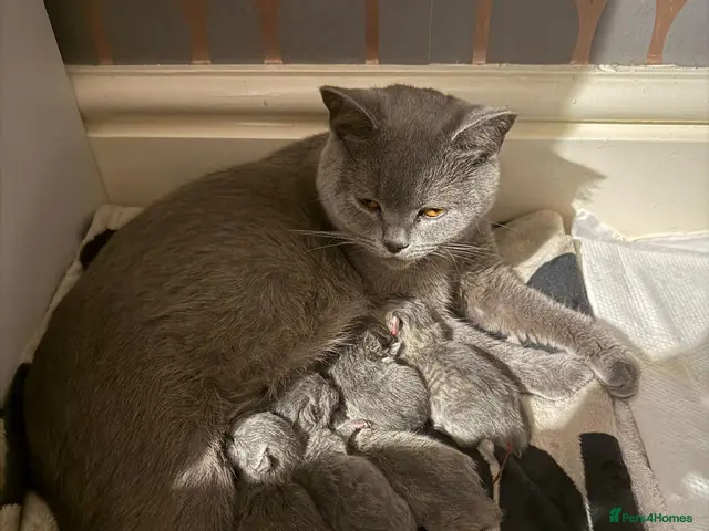 British Shorthair cats for sale: 5 beautiful British Shorthair females - Advert 6