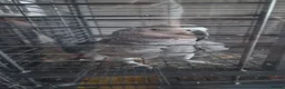 Parrots birds for sale: African grey male  in Stoke-on-Trent - Advert 1