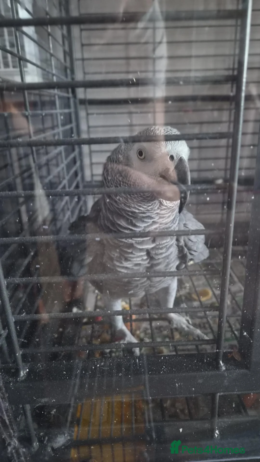 Parrots birds for sale: African grey male  in Stoke-on-Trent - Advert 1