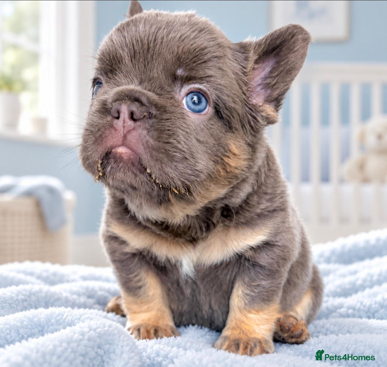 French Bulldog dogs 🐻Lilac,blue🐻 - Advert 1