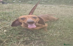 Dachshund dogs for sale: Miniature dachshund  - Image 2