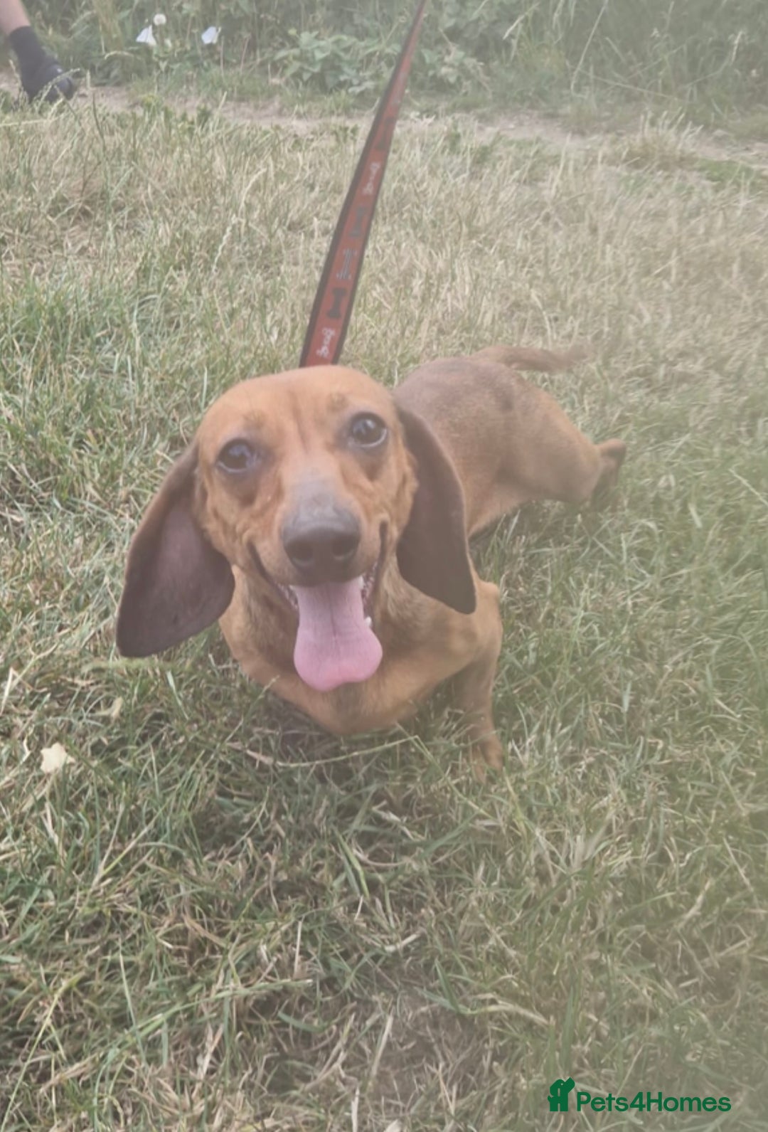 Dachshund dogs for sale: Miniature dachshund  - Image 2