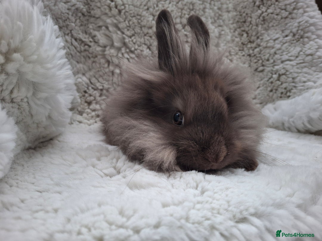 Mini Lop rabbits for sale: FREE STARTER PACK! Stunning baby mini lops - Advert 3