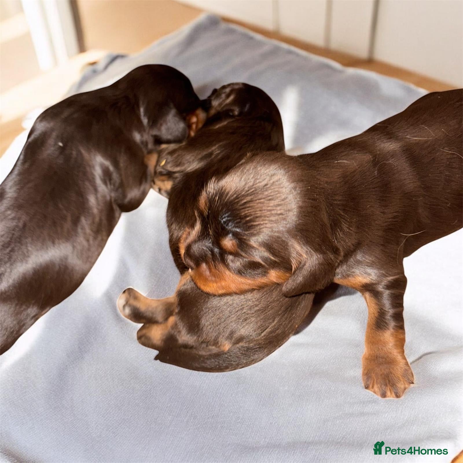 Cavalier King Charles Spaniel dogs 🌟 Chocolate & Tan Cavalier King Charles🌟  - Advert 1