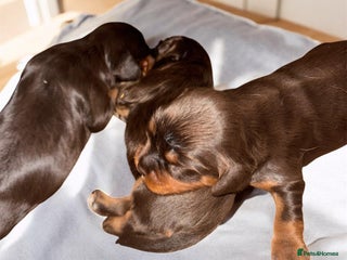 Cavalier King Charles Spaniel dogs Rare Chocolate & Tan Cavalier King Charles - Advert 1