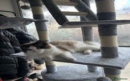 Ragdoll cats for sale: Ragdoll Male 1 years old  - Image 2