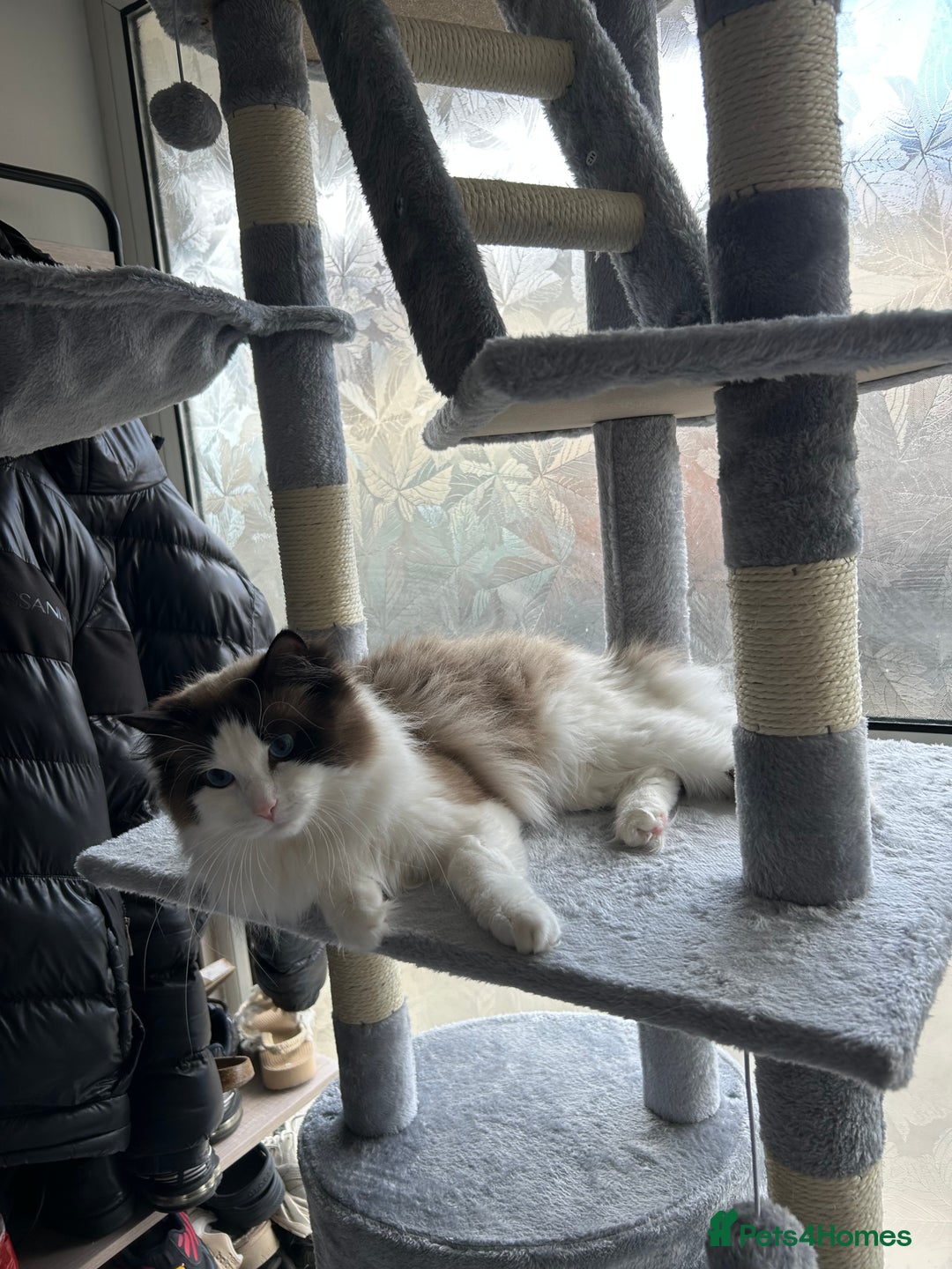 Ragdoll cats for sale: Ragdoll Male 1 years old  - Image 2