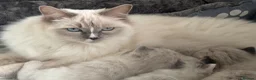 Ragdoll cats for sale: Stunning Tica Registered Ragdoll kittens  - Advert 5