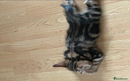 Bengal cats for sale: NEED REHOMED THIS WEEK MOVING HOUSE £100 ono - Image 8