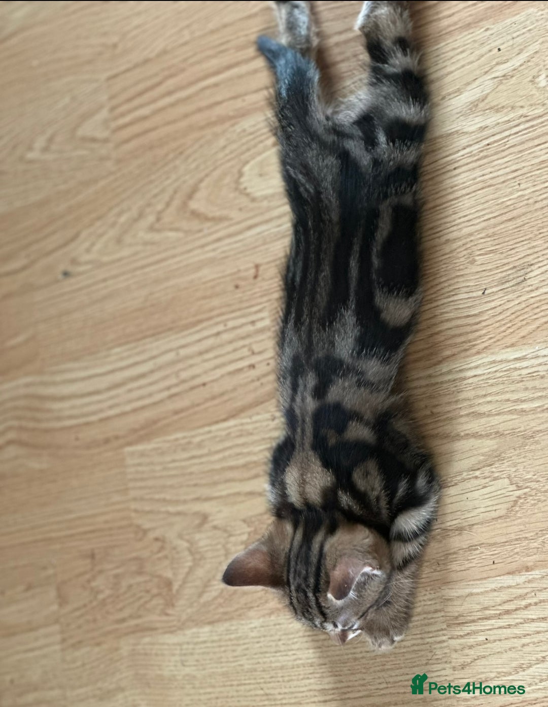Bengal cats for sale: NEED REHOMED THIS WEEK MOVING HOUSE £100 ono - Image 8