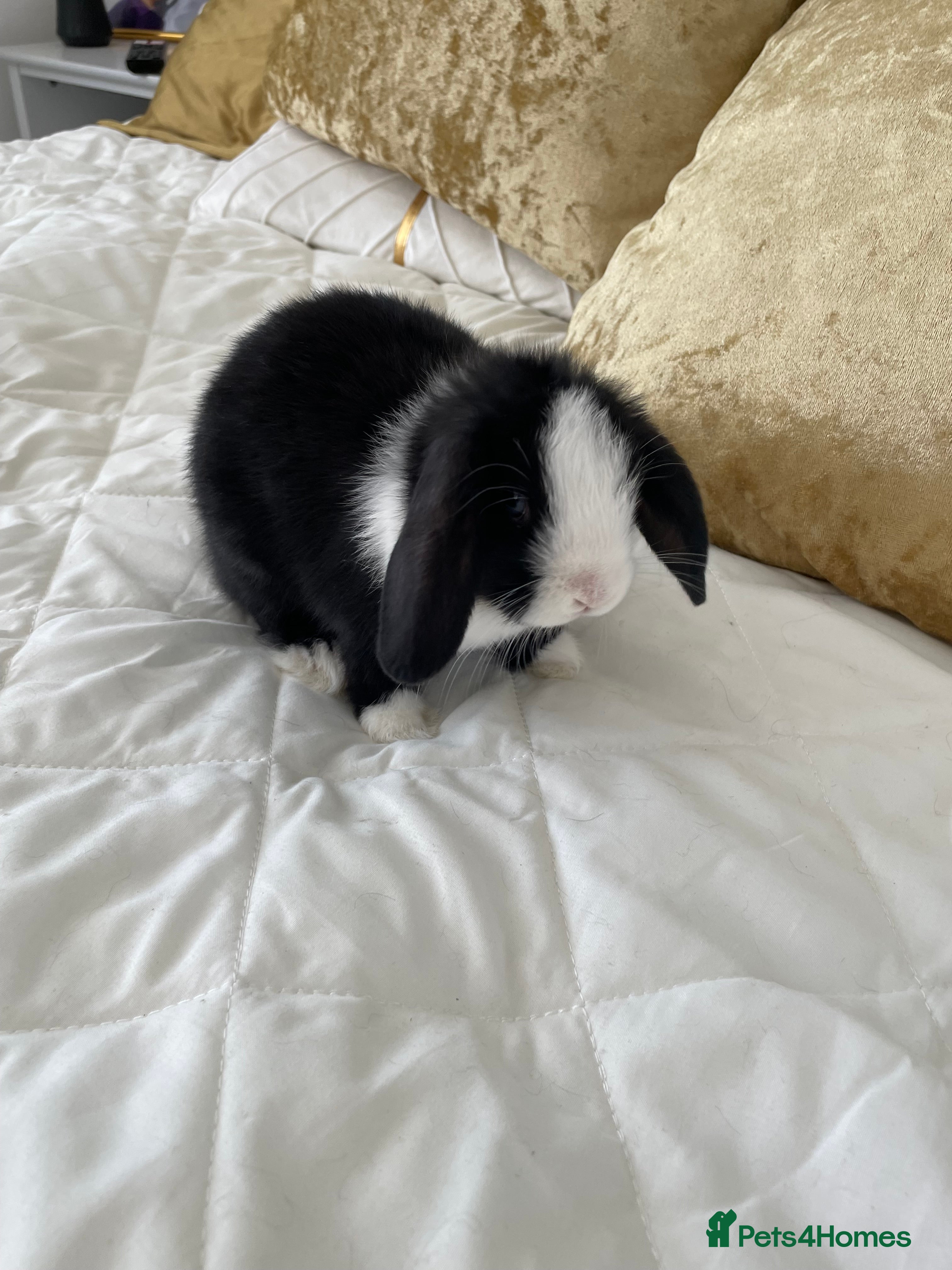 Mini Lion Lop rabbits for sale mini lop  - Advert 1