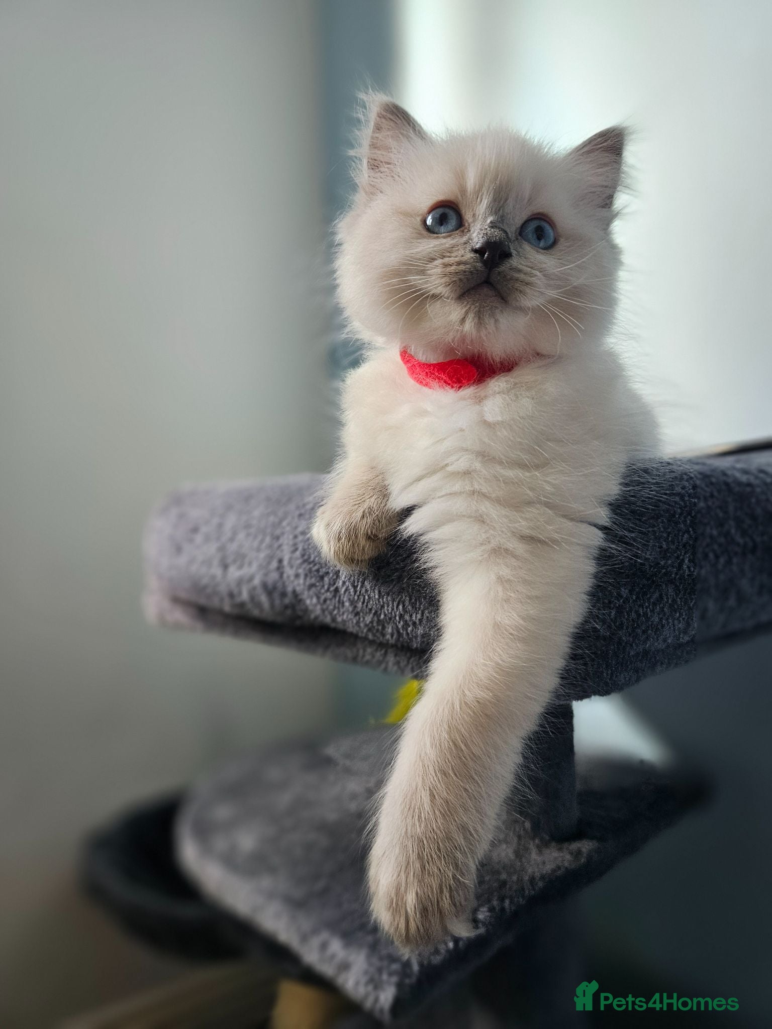 Ragdoll cats Ragdoll kittens looking new home 🏡  - Advert 5