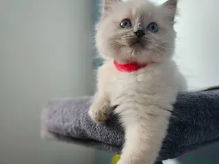 Ragdoll cats Ragdoll kittens looking new home 🏡 - Advert 5