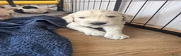 Golden Retriever dogs for sale: Mini Golden Retriever/Dakota Sport Retriever - Advert 9