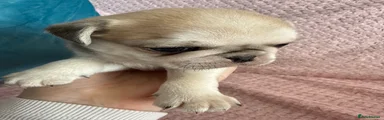 Dugmon