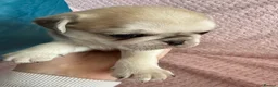 Pug dogs for sale: Beautiful Home-Reared Pug Puppies  Ready 25th June - Advert 3