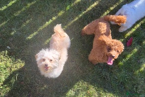 Maltipoo dogs Maltipoo Puppies - Advert 5