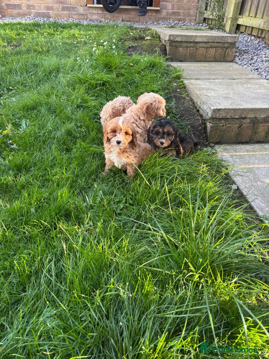 Cavapoo dogs for sale: Small type cavapoo puppies (toy poodle) - Image 8