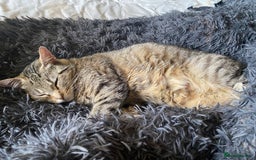 Mixed Breed cats for sale: Beautiful, confident tabby kittens  - Image 5